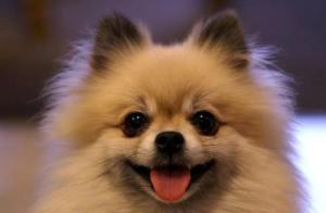 德国博美犬