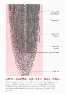 根尖 植物根的前端 搜狗百科