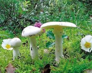 致命白毒伞 - 搜狗百科