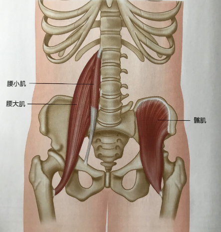 髂腰肌