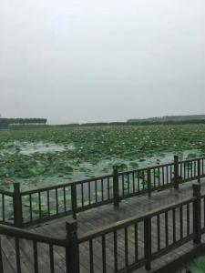 东丽湖温泉