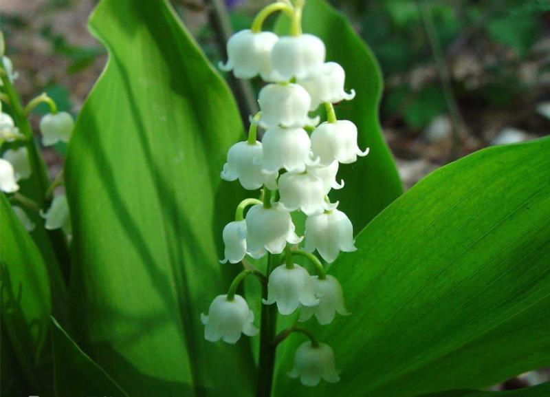 君影草 百合科铃兰属植物 搜狗百科