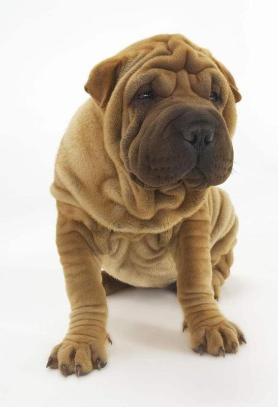 沙皮犬