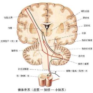 脑桥——小脑系