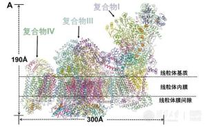 呼吸体结构模型（2016年12月，cell）
