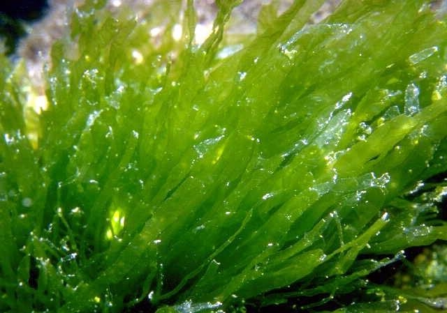 藻类植物