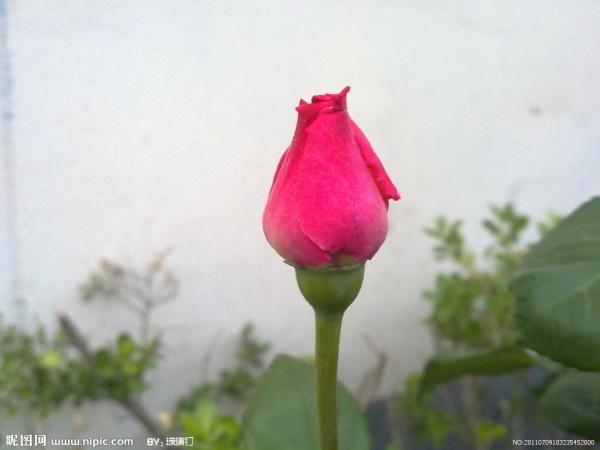 花蕾 植物学概念 搜狗百科