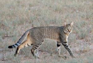 非洲野猫