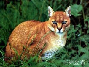 非洲金猫