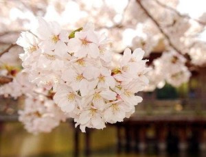 樱花