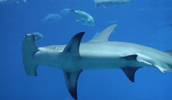 白鳍鲨(学名:triaenodon obesus)又名三齿鲨,因鳍尖是白色而得名.