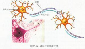洁霉素