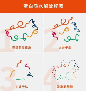 蛋白质水解 搜狗百科
