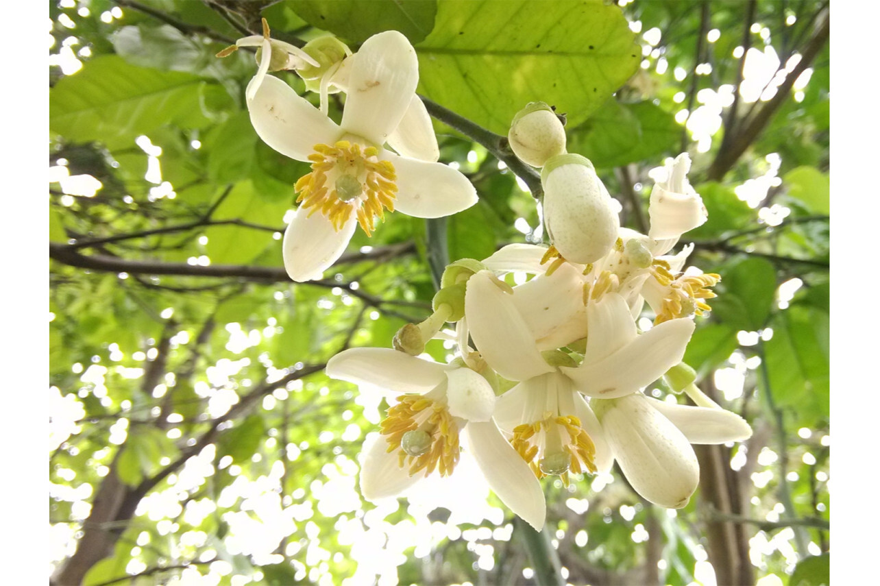 柚子花 无患子目植物 搜狗百科 柚子花 无患子目植物 搜狗百科