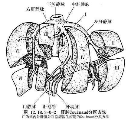 肝裂解剖图片