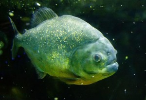 食人鲳