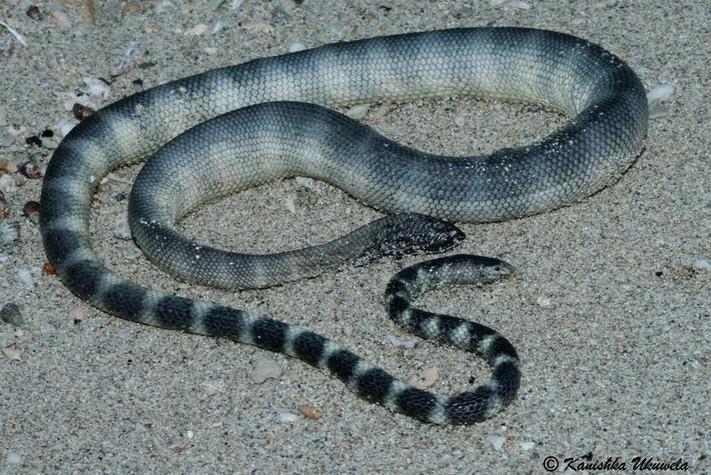 小头海蛇(Hydrophis gracilis)