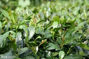 茶树