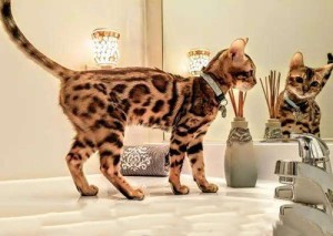 孟加拉豹猫