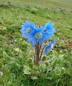 滇西绿绒蒿图册