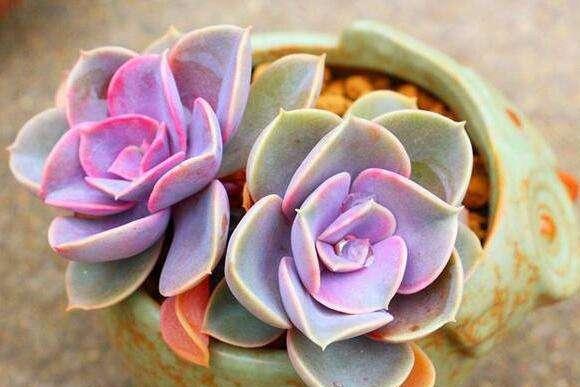 紫珍珠 景天科拟石莲花属植物 搜狗百科