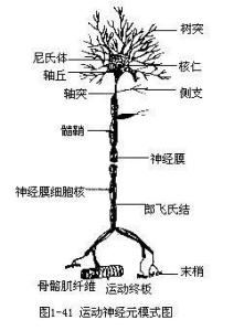 树突轴突胞体符号图片
