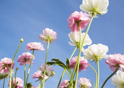 送花 搜狗百科 送花 搜狗百科