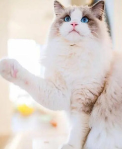 布偶猫