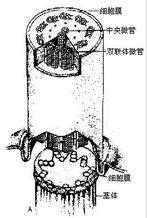 图2-3A