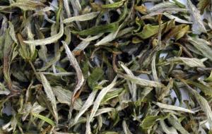 白牡丹茶