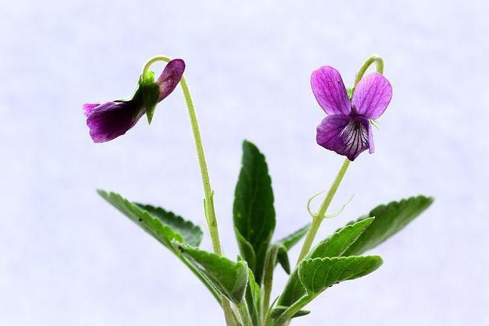 紫地丁 堇菜科堇菜属植物 搜狗百科