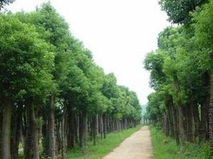香樟树