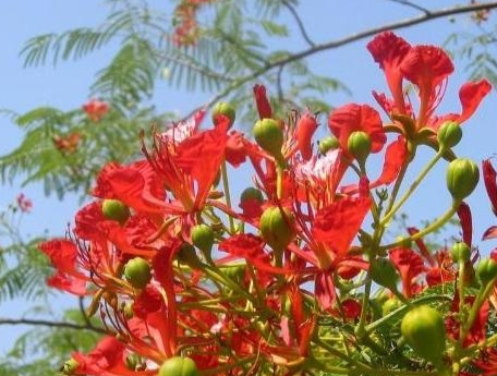 凤凰花