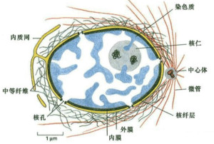 原核细胞