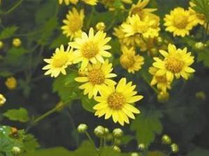 神农香菊