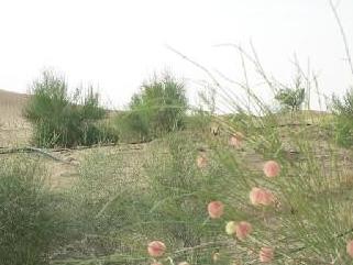 梭梭草