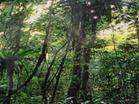 青松岭森林公园