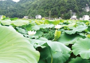 长生镇风光