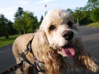 犬窝咳 搜狗百科