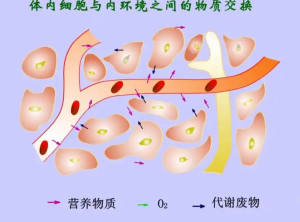 内环境图示图片