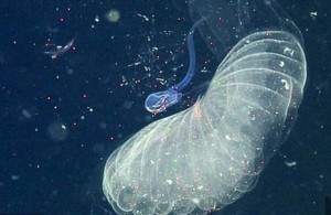 浮游生物