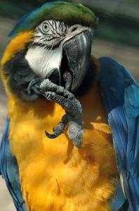黄蓝金刚鹦鹉(图5)