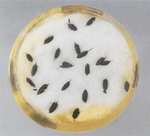 河姆渡遗址稻谷