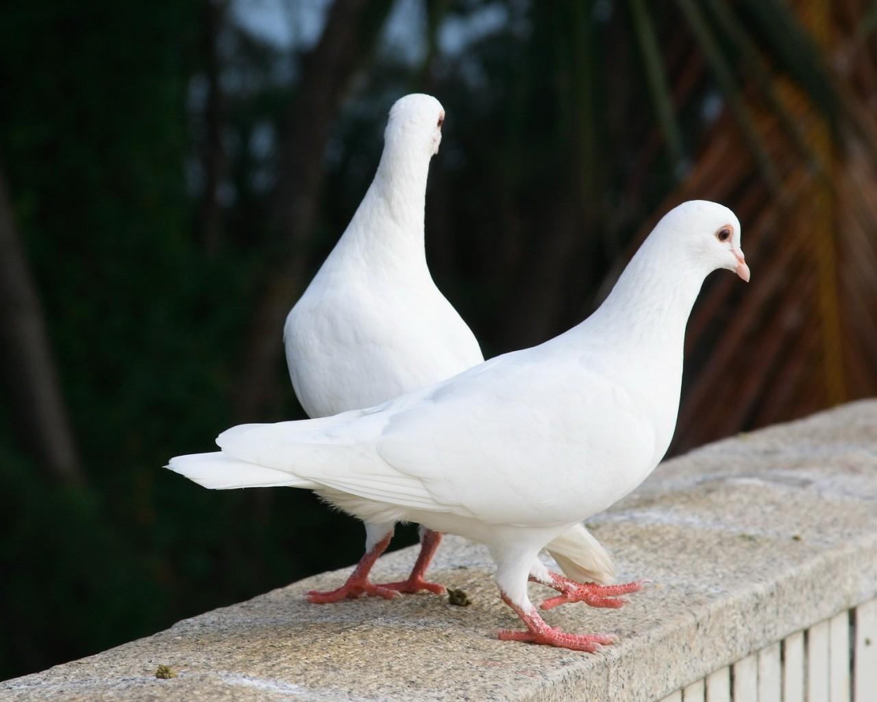 白鸽