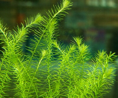 狐尾藻根系图片