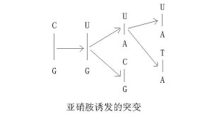 亚硝胺诱发的突变