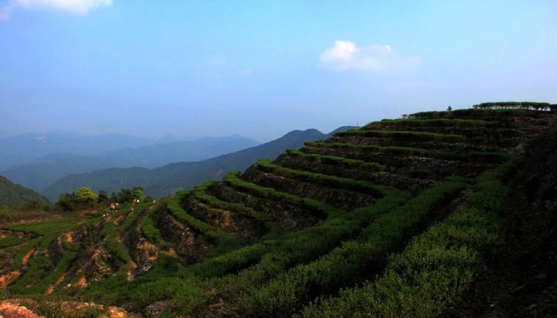 梅江区清凉山茶