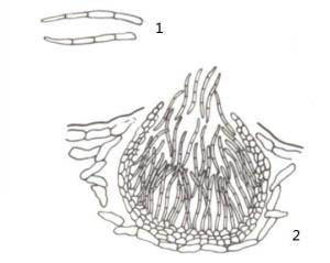 病原菌的分生孢子;2.分生孢子器