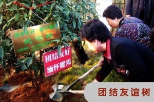 种下友谊树