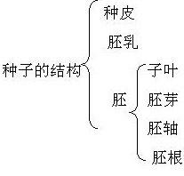 种子